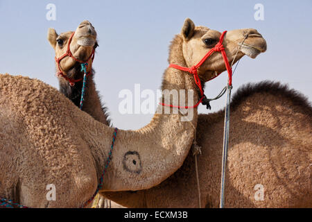 Kamele für den Verkauf auf Nagaur Messe, Rajasthan, Indien Stockfoto