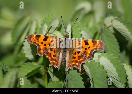 Ein Komma Schmetterling in Ruhe. Stockfoto