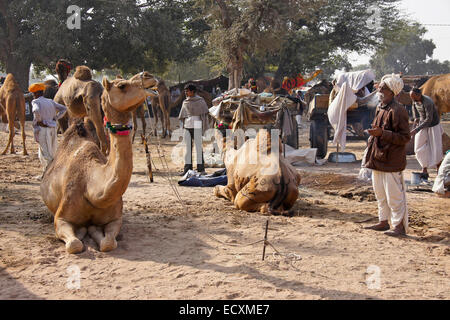 Kamele für den Verkauf auf Nagaur Messe, Rajasthan, Indien Stockfoto