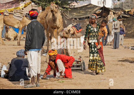 Kamele für den Verkauf auf Nagaur Messe, Rajasthan, Indien Stockfoto