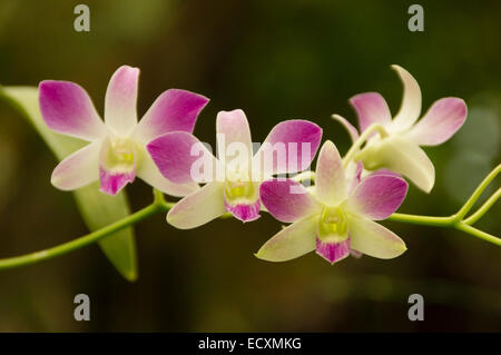 Gran Canaria - Palmitos Park. Orchideenhaus, Orchidee. Stockfoto