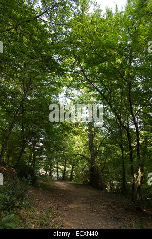 Eichen in Belgrad Wald, Stadt Istanbul, Türkei Stockfoto