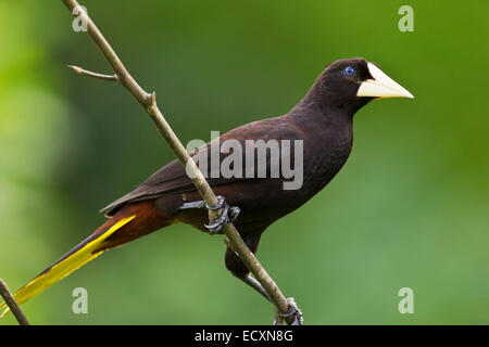 Alleinstehende Erwachsene Crested Oropendola (Psarocolius Decumanus) thront im Baum im tropischen Regenwald Stockfoto