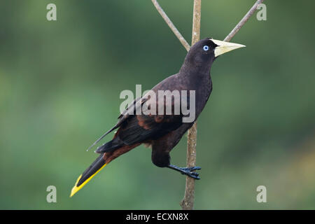 Alleinstehende Erwachsene Crested Oropendola (Psarocolius Decumanus) thront im Baum im tropischen Regenwald Stockfoto