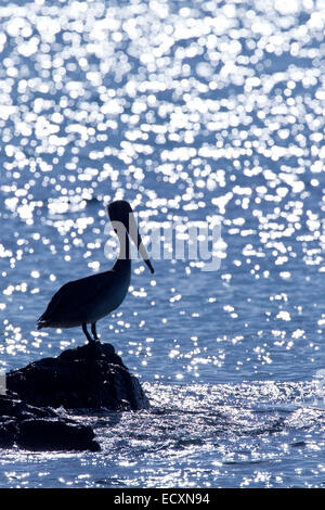 brauner Pelikan (Pelecanus Occidentalis) alleinstehenden thront auf Felsen in der Nähe von Meer mit Sonne glitzerte auf Ozean. Stockfoto