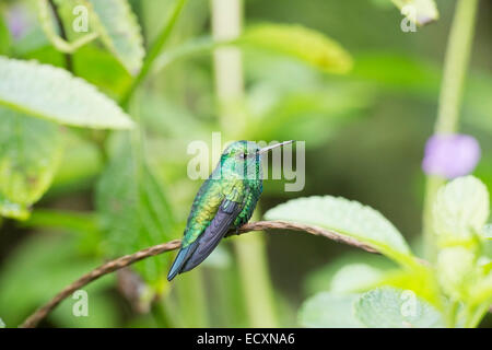 einzelne Männchen blau-chinned Saphir Kolibri (Chlorestes Notatus) thront auf die Vegetation. Stockfoto