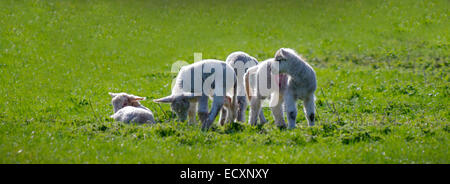 Panorama von vier jungen Lämmer im Feld zusammen Stockfoto