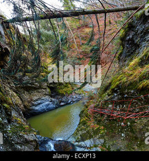 Landschaft mit einem umgestürzten Baum über eine Schlucht und unter Wasser Stockfoto