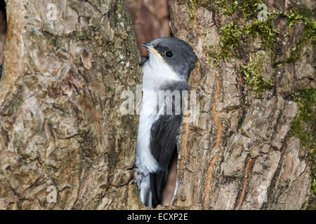 Baby Baum schlucken peaking Out aus dem nest Stockfoto