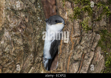 Baby Baum schlucken peaking Out aus dem nest Stockfoto