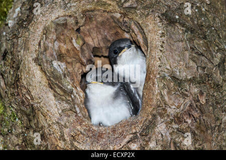 Baby Baum schlucken peaking Out aus dem nest Stockfoto