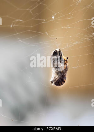 Eine Biene in einem Spinnennetz gefangen und in Seide gehüllt Stockfoto