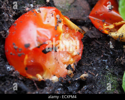 Tomaten auf Boden halb gegessen durch Schnecken und Insekten Stockfoto