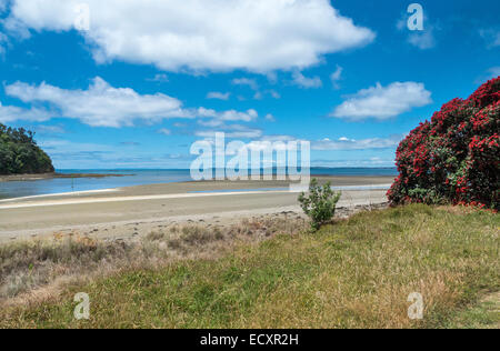 Blühende Pohutukawa Baum an Mündung der Puhoi Fluss, Wenderholm Regional Park, Auckland, Neuseeland Stockfoto