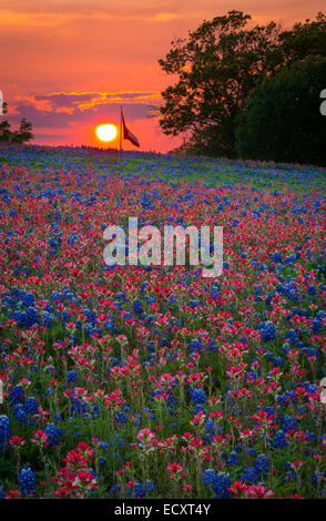 Texas-Pinsel und Kornblumen in Ennis / Texas. Lupinus Texensis, Texas Bluebonnet ist eine Art von Lupine endemisch in Texas. Stockfoto