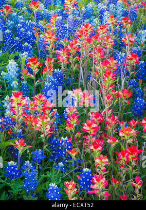 Texas-Pinsel und Kornblumen in Ennis / Texas. Lupinus Texensis, Texas Bluebonnet ist eine Art von Lupine endemisch in Texas. Stockfoto