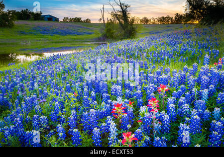 Texas-Pinsel und Kornblumen in Ennis / Texas. Lupinus Texensis, Texas Bluebonnet ist eine Art von Lupine endemisch in Texas. Stockfoto