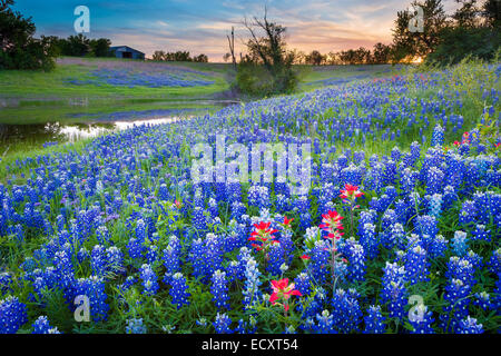 Texas-Pinsel und Kornblumen in Ennis / Texas. Lupinus Texensis, Texas Bluebonnet ist eine Art von Lupine endemisch in Texas. Stockfoto