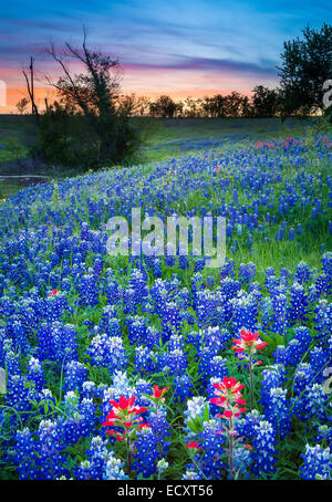 Texas-Pinsel und Kornblumen in Ennis / Texas. Lupinus Texensis, Texas Bluebonnet ist eine Art von Lupine endemisch in Texas. Stockfoto