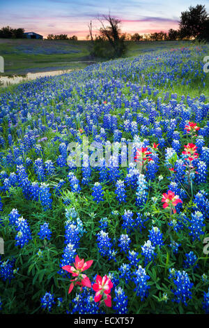 Texas-Pinsel und Kornblumen in Ennis / Texas. Lupinus Texensis, Texas Bluebonnet ist eine Art von Lupine endemisch in Texas. Stockfoto