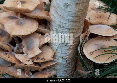 Pilze wachsen an der Basis von einer Birke nach einem schweren Regen. Stockfoto
