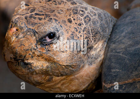 Galapagos-Schildkröte (Geochelone Nigra), San Diego Zoo, Balboa Park, San Diego, Kalifornien Stockfoto