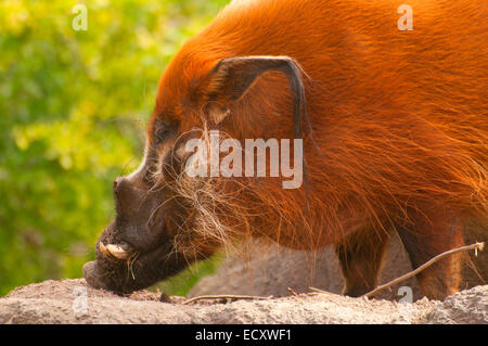 Red River Hog (Potamochoerus Porcus), San Diego Zoo, Balboa Park, San Diego, Kalifornien Stockfoto