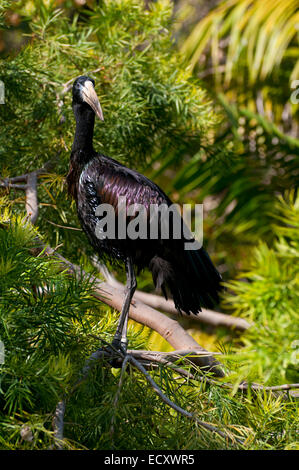 Afrikanische Openbill Storch (Anastomus Lamelligerus), San Diego Zoo Safari Park, San Diego County, Kalifornien Stockfoto