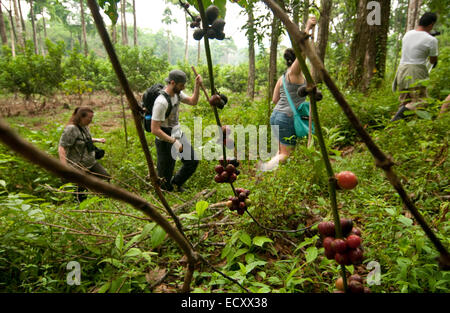 El Pino, Atlaneida, Honduras. 2. Mai 2013. 01.05.2014 la Ceiba, Honduras. Eine Gruppe wandert durch einen ehemaligen Kaffeeplantage am Rande des Pico Bonita nationaler Parcque, eines der größten und am weitesten entfernten Parks in Honduras. Die bergige Regenwald ist Heimat von mehr als 400 Vogelarten im Laufe des Jahres. Gelegen in der Nähe von der Karibikküste und am Fuße des größten Berges Länder, ist es eine Winter-Destination für viele nordamerikanische Zugvogelarten. © Ralph Lauer/ZUMA Draht/Alamy Live-Nachrichten Stockfoto