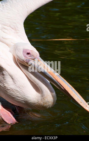 Rosa-backed Pelikan (Pelecanus saniert), San Diego Zoo Safari Park, San Diego County, Kalifornien Stockfoto
