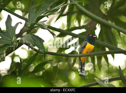 El Pino, Atlaneida, Honduras. 3. Mai 2013. 01.05.2014 la Ceiba, Honduras. Ein aromatisch Trogon in Pico Bonita nationaler Parcque, eines der größten und am weitesten entfernten Parks in Honduras. Die bergige Regenwald ist Heimat von mehr als 400 Vogelarten im Laufe des Jahres. Gelegen in der Nähe von der Karibikküste und am Fuße des größten Berges Länder, ist es eine Winter-Destination für viele nordamerikanische Zugvogelarten. © Ralph Lauer/ZUMA Draht/Alamy Live-Nachrichten Stockfoto