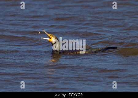 Shag Phalacrocorax Aristotelis Jagd nach kleinen Fischen in einem Priel Stockfoto