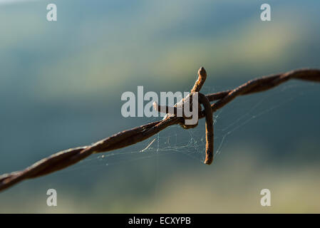 Stacheldraht Stockfoto