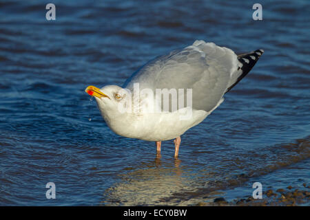 Silbermöwe Larus Argentatus in küstennahen Bach trinken Stockfoto