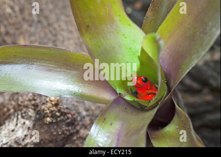 Roten Pfeilgiftfrosch Stockfoto