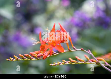 Crocosmia 'Orange Devil' Blumen in einem krautigen Grenze. Stockfoto