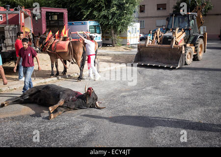 Stier tot vor der Stierkampfarena, Stierkampf, El Barco de Avila, Avila, Spanien Stockfoto