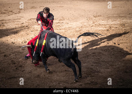 Torero kurz vor der Tod Schlag, Stierkampf, El Barco de Avila, Avila, Spanien Stockfoto