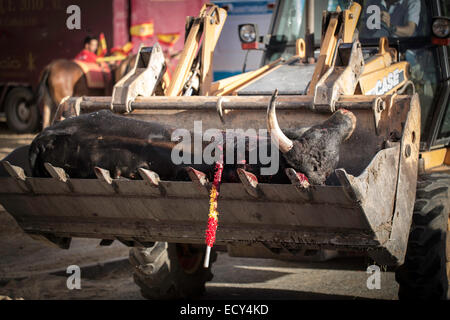 Toten Stier auf einem Traktor Schaufel, Stierkampf, El Barco de Avila, Avila, Spanien Stockfoto