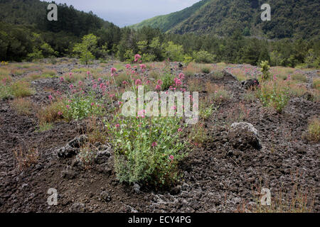 Pflanzen Sie wachsen in Lava-Gestein an den Hängen des schlafenden Vulkan Vesuv in der Nähe von Neapel, Italien. Stockfoto