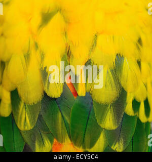 Bunten Vogelfedern Textur Sun Conure Federn Hintergrund abstrakt Stockfoto