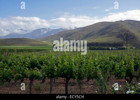 Weinberge an der The Klein (wenig) Karoo Weinstraße entlang Route 62 in Southern Cape, South Africa. Stockfoto