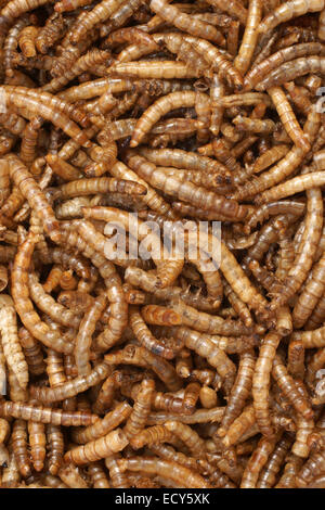 Getrocknete Meal Worms ein beliebtes Vogelfutter für das Füttern von Vögeln und Reptilien und auch als Fischköder verwendet werden. Stockfoto