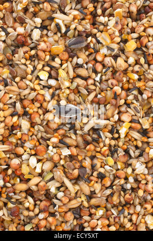 Bird seed eine Vielzahl von Hirse, Sonnenblumenkerne, rissige Mais und andere Samen als Vogelfutter verwendet. Stockfoto