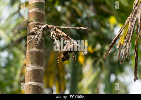 Kerala, Indien - Gewürzgarten am Kampiline, Betelnuss Stockfoto