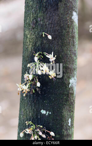 Kerala, Indien - Gewürzgarten am Kampiline - Kakao-Blumen Stockfoto