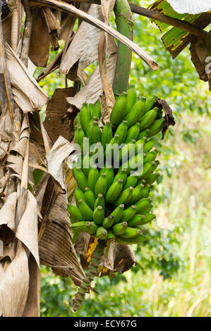 Kerala, Indien - Gewürzgarten am Kampiline - kleine Bananen Stockfoto