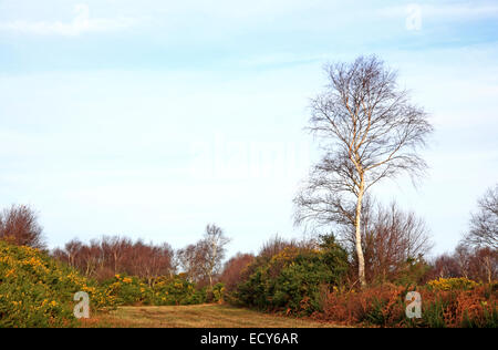 Eine Birke im Winter auf Kelling Heath in North Norfolk, England, Vereinigtes Königreich. Stockfoto