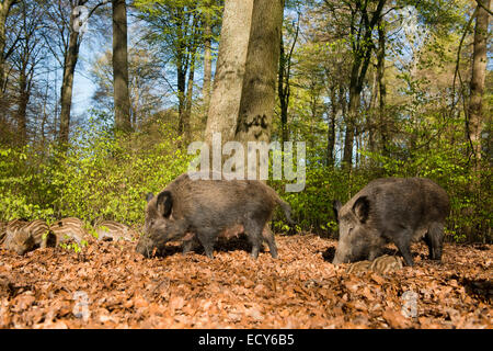 Wildschweine (Sus Scrofa), Sauen und Ferkel in einem Frühling Wald, in Gefangenschaft, North Rhine-Westphalia, Germany Stockfoto