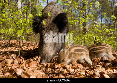 Wildschweine (Sus Scrofa), Sau und Ferkel in einem Frühling Wald, in Gefangenschaft, North Rhine-Westphalia, Germany Stockfoto